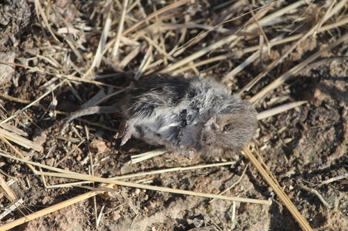 Northern Pygmy Mouse