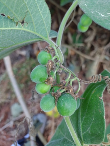 Image of Passiflora sexflora by (c) Saban-Sequén, E.A., some rights reserved (CC BY)