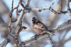 Leucosticte tephrocotis littoralis