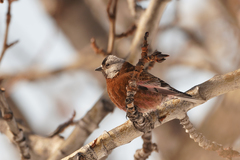 Leucosticte tephrocotis littoralis