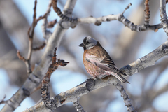 Leucosticte tephrocotis littoralis