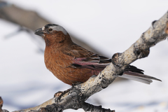 Leucosticte tephrocotis tephrocotis