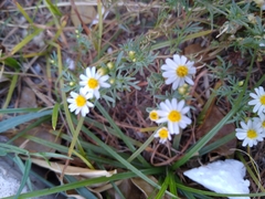 Thymophylla concinna