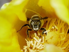 Lithurgopsis gibbosa