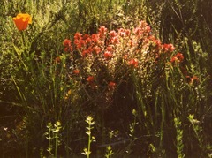 Castilleja foliolosa