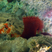 Brazilian Red Anemone - Photo (c) Gustavo F. de Carvalho-Souza, some rights reserved (CC BY-NC), uploaded by Gustavo F. de Carvalho-Souza