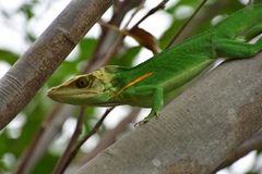 Anolis noblei