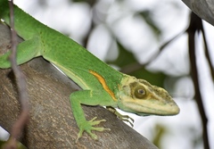 Anolis noblei