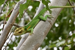 Anolis noblei
