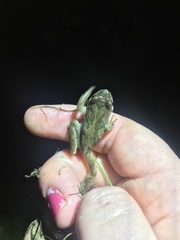 Pseudacris brachyphona