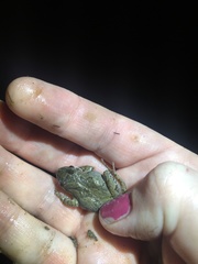 Pseudacris brachyphona