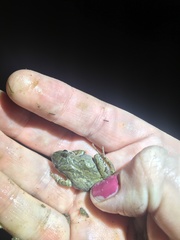 Pseudacris brachyphona