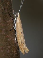 Ypsolopha unicipunctella