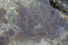 Carpophyllum plumosum