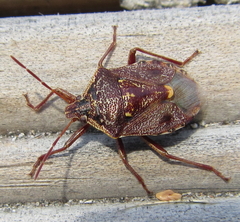 Cermatulus nasalis nasalis