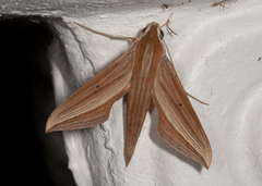 Xylophanes cthulhu
