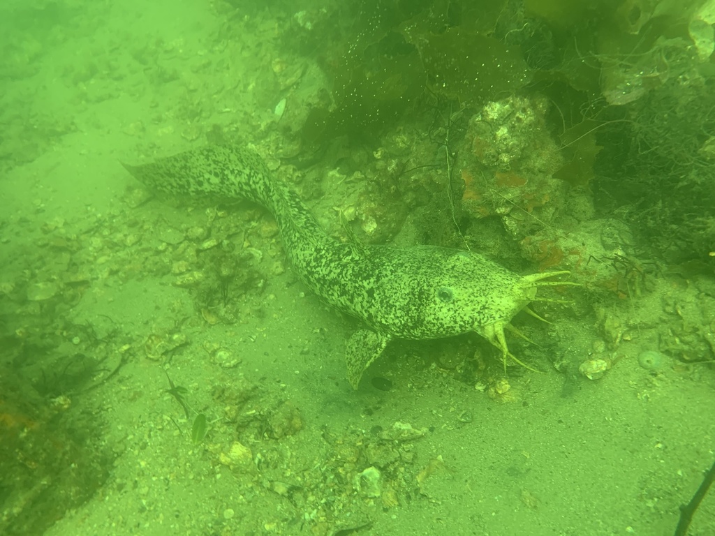 Estuary Cobbler (Fishes of Chowder Bay, Sydney, Australia) · iNaturalist