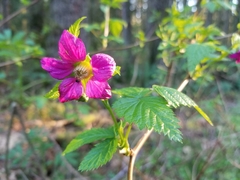 Rubus spectabilis