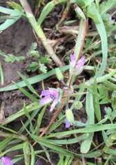 Erodium moschatum