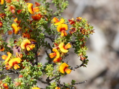 Pultenaea procumbens