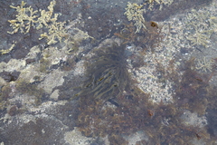 Dictyota kunthii