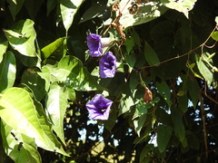 Ipomoea lindenii