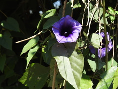 Ipomoea lindenii
