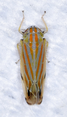 Deltanus texanus