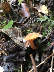 Hygrocybe