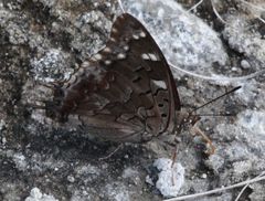 Charaxes guderiana guderiana