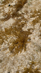 Bryopsis