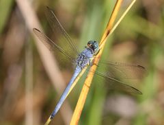 Orthetrum abbotti