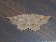 Euchlaena pectinaria