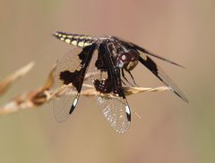 Palpopleura