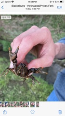 Cambarus carinirostris