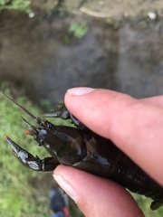 Cambarus carinirostris