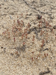 Glomeratae