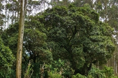 Aegiphila ferruginea