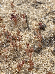 Glomeratae
