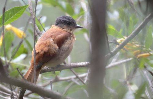 Crested Becard (Pachyramphus validus)