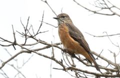 Streak-Throated Bush Tyrant photo 2