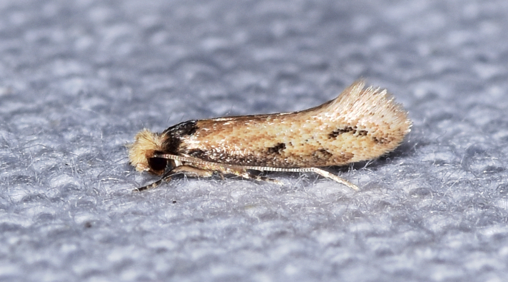 Tineidae clade a