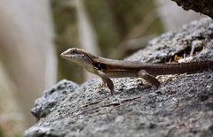 Leiocephalus macropus
