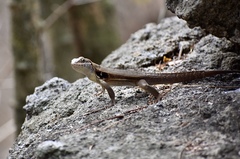 Leiocephalus macropus