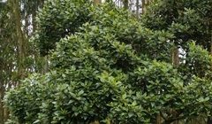 Aegiphila ferruginea