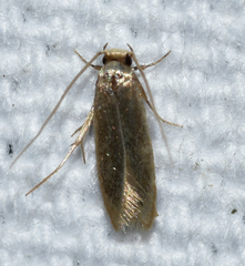 Phaeoses sabinella