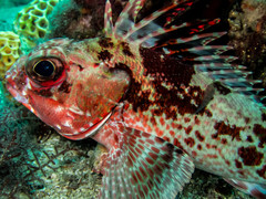 Cochleoceps bicolor