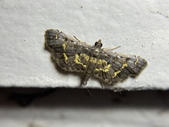 Eurrhyparodes lygdamis