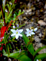 Epidendrum fimbriatum