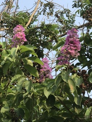 Lagerstroemia speciosa